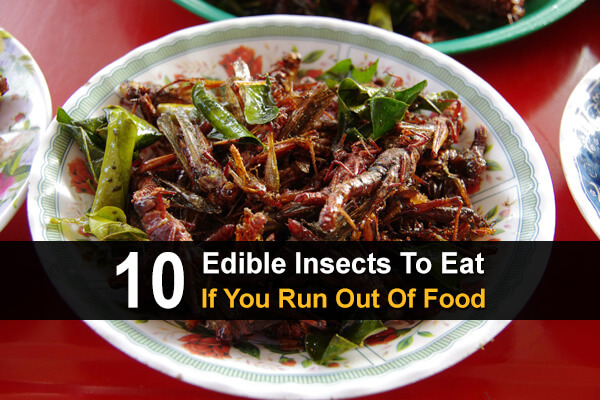 10 Edible Insects To Eat If You Run Out Of Food