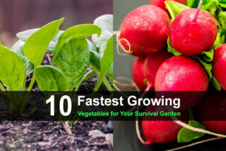 10 Fastest Growing Vegetables for Your Survival Garden