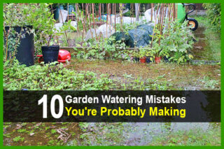 10 Garden Watering Mistakes You're Probably Making