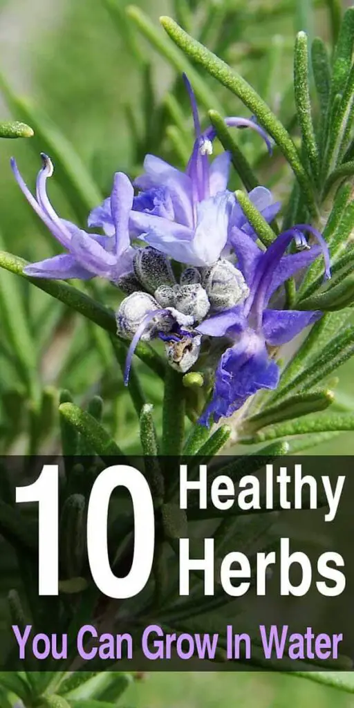 10 Healthy Herbs You Can Grow in Water Urban Survival Site