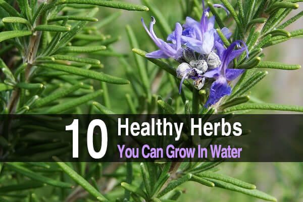 10 Healthy Herbs You Can Grow in Water