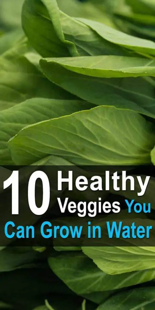 10 Healthy Veggies You Can Grow in Water Urban Survival Site