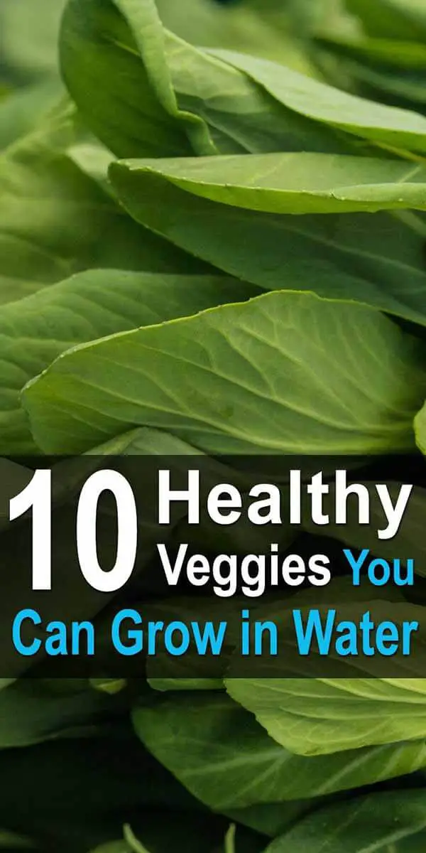 10 Healthy Veggies You Can Grow in Water