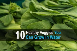 10 Healthy Veggies You Can Grow in Water