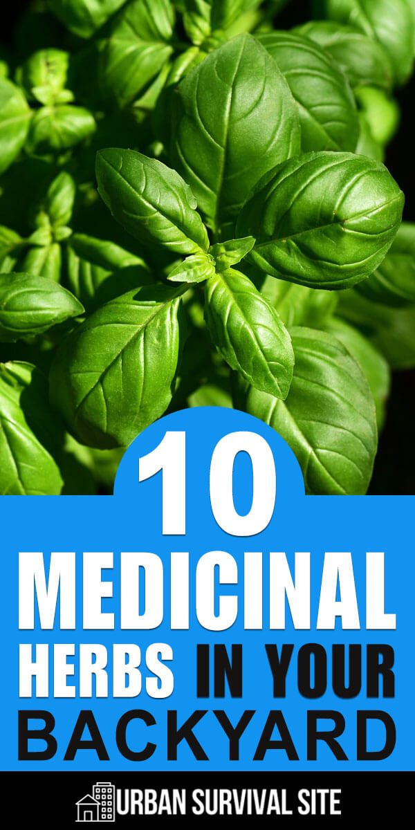 10 Medicinal Herbs In Your Backyard