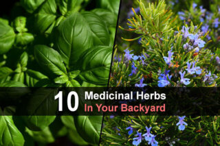 10 Medicinal Herbs In Your Backyard