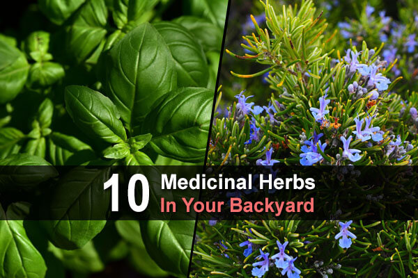 10 Medicinal Herbs In Your Backyard