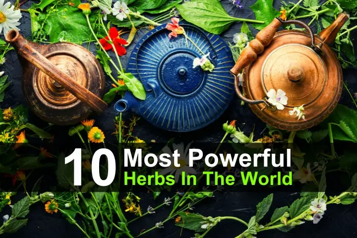 10 Most Powerful Herbs In The World