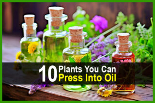 10 Plants You Can Press Into Oil