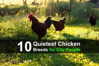 10 Quietest Chicken Breeds for City People