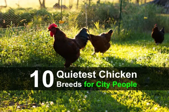 10 Quiet Chicken Breeds for City People