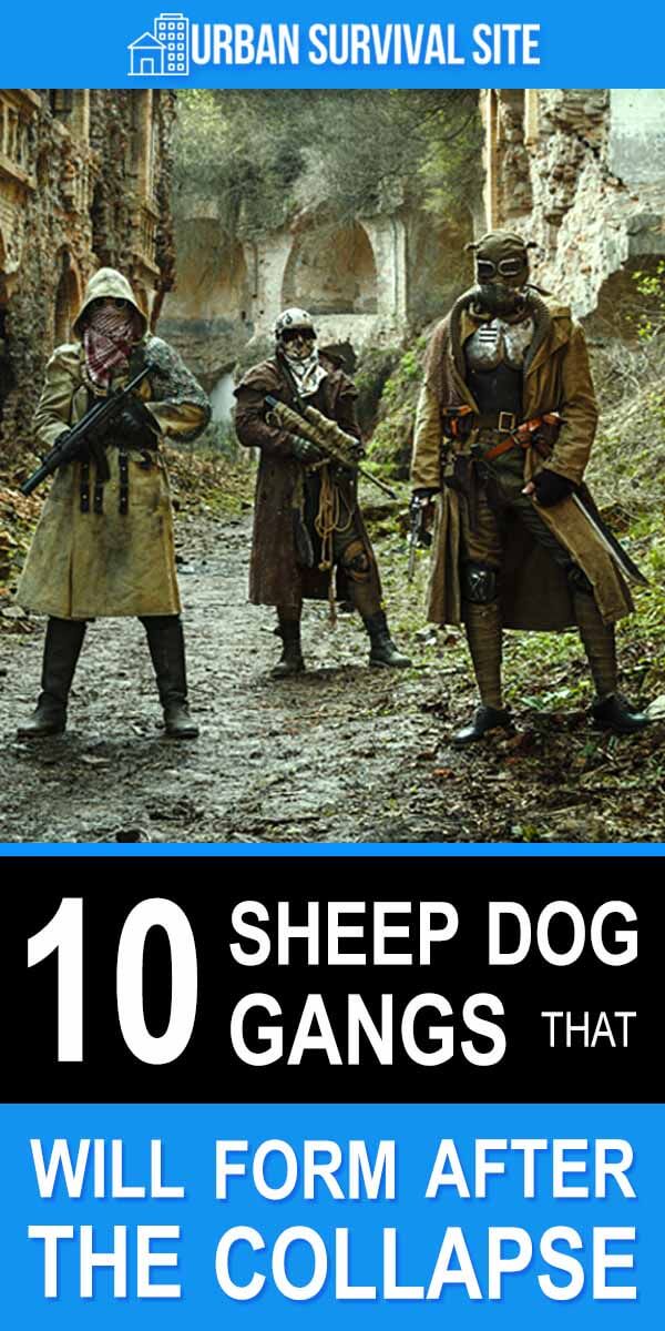 10 Sheep Dog Gangs That Will Form After The Collapse