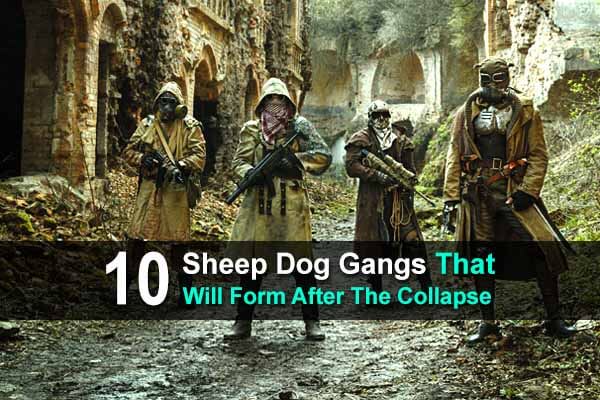 10 Sheep Dog Gangs That Will Form After The Collapse