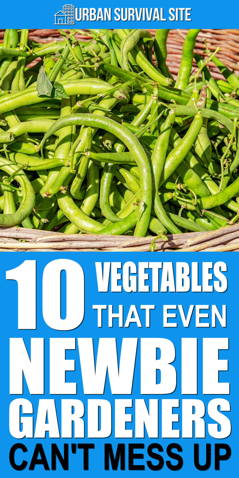 10 Vegetables That Even New Gardeners Can't Mess Up