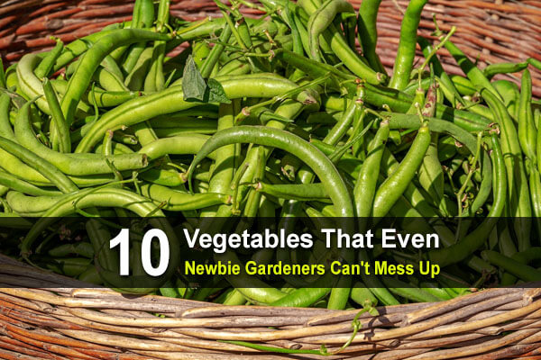 10 Vegetables That Even New Gardeners Can't Mess Up