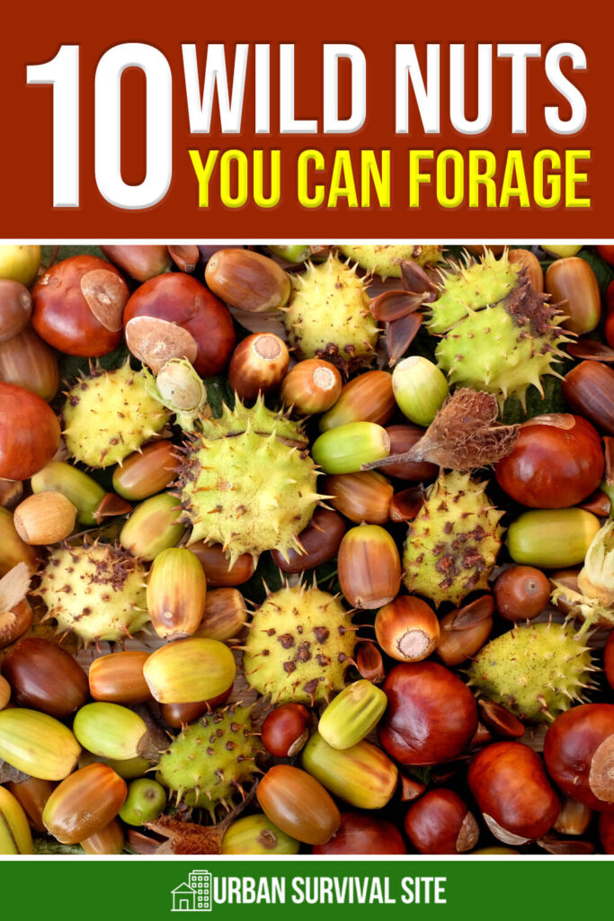 10 Wild Nuts You Can Forage