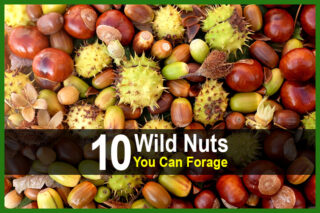 10 Wild Nuts You Can Forage