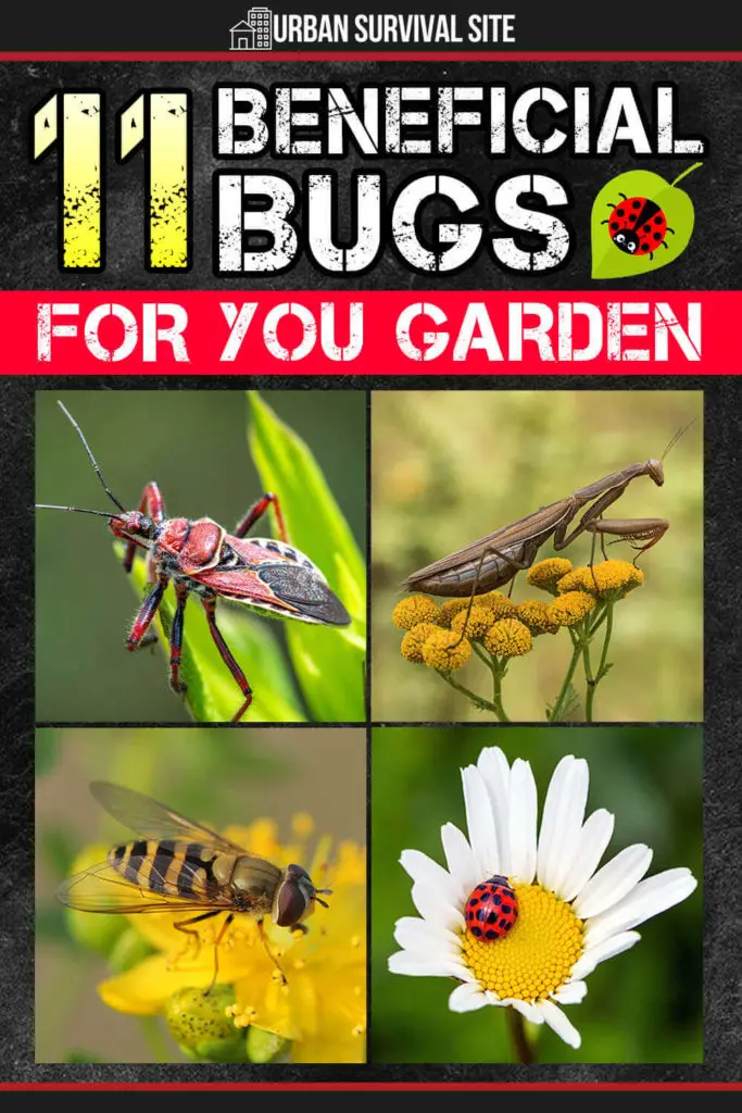 11 Beneficial Bugs for Your Garden