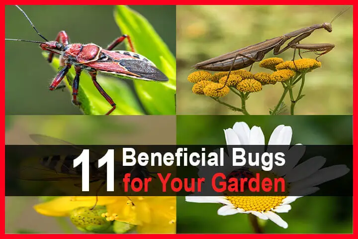 11 Beneficial Bugs for Your Garden