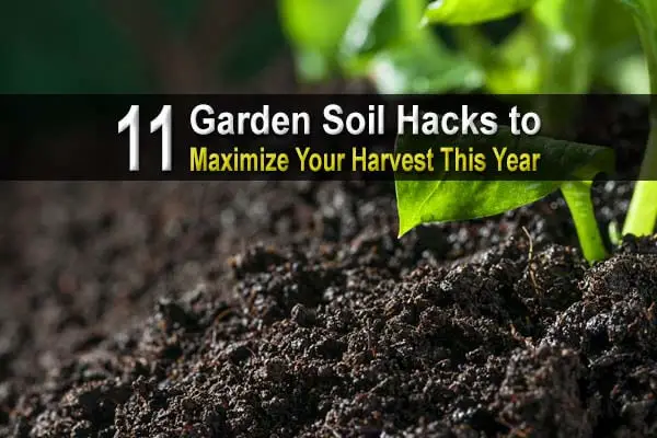 11 Garden Soil Hacks To Maximize Your Harvest This Year