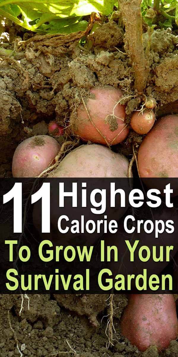 11 Highest Calorie Crops for Your Survival Garden