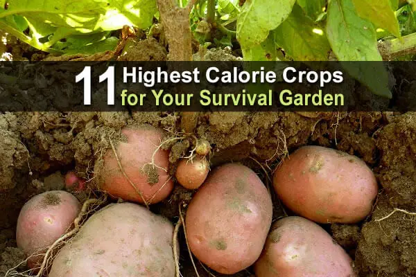 11 Highest Calorie Crops for Your Survival Garden