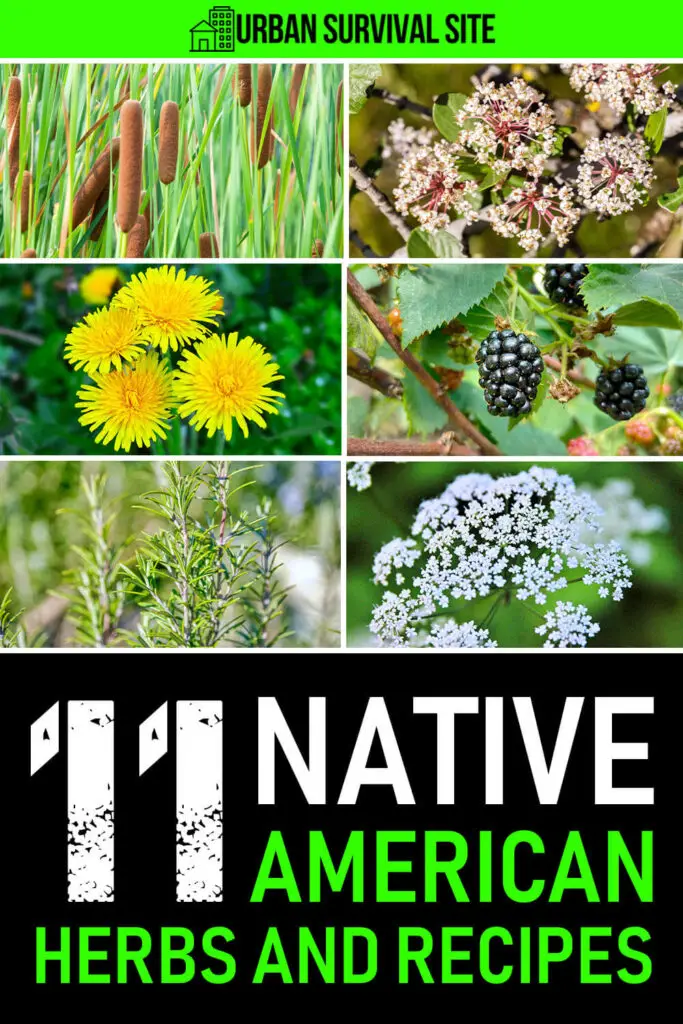 11 Native American Herbs & Recipes