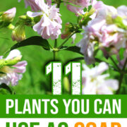 Pinterest Hidden Image