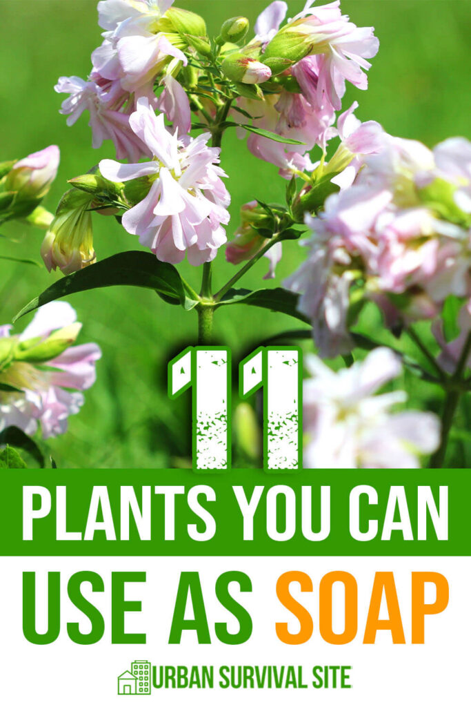 11 Plants You Can Use As Soap