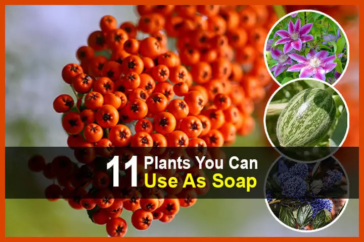 11 Plants You Can Use As Soap