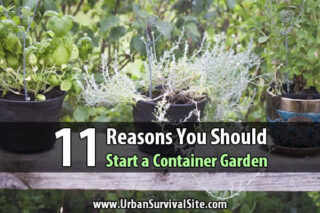 11 Reasons You Should Start a Container Garden