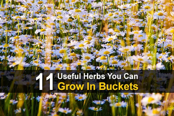 11 Useful Herbs You Can Grow In Buckets