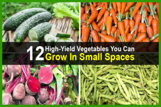 12 High-Yield Vegetables You Can Grow In Small Spaces