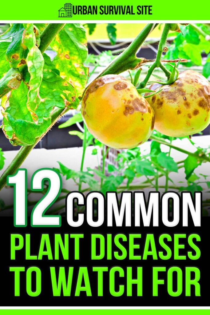 12 Common Plant Diseases to Watch For