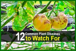 12 Common Plant Diseases to Watch For