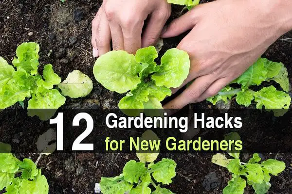 12 Gardening Hacks for New Gardeners