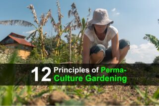 12 Principles of Permaculture Gardening