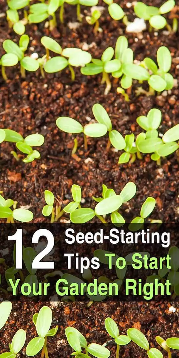 12 Seed Starting Tips to Start Your Garden Right