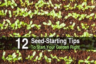 12 Seed Starting Tips to Start Your Garden Right