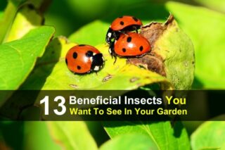 13 Beneficial Insects You Want In Your Garden