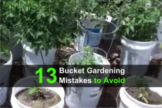 13 Bucket Gardening Mistakes