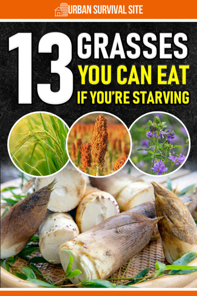 13 Grasses You Can Eat If You're Starving