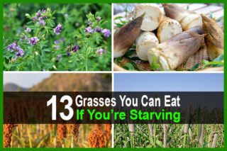 13 Grasses You Can Eat If You're Starving