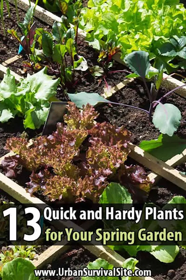 13 Quick and Hardy Plants for Your Spring Garden