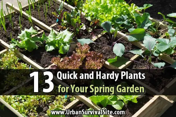 13 Quick and Hardy Plants for Your Spring Garden