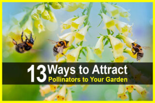 13 Ways to Attract Pollinators to Your Garden