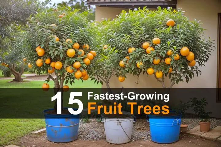 15 Fastest-Growing Fruit Trees