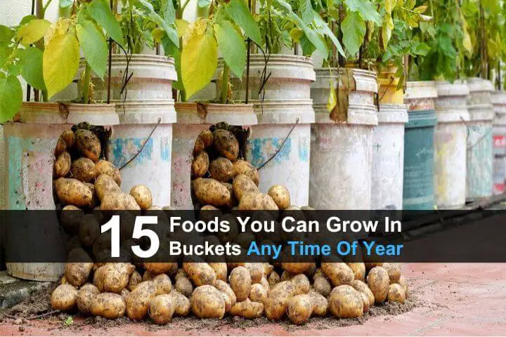 15 Foods You Can Grow In Buckets Any Time Of Year