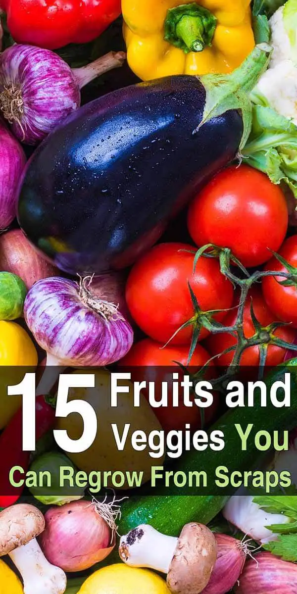 15 Fruits And Veggies You Can Regrow From Scraps