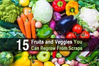 15 Fruits and Veggies You Can Regrow From Scraps